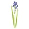 Standing Iris Wall Stencil | 1391 by Designer Stencils | Reusable Art Craft Stencils for Painting |